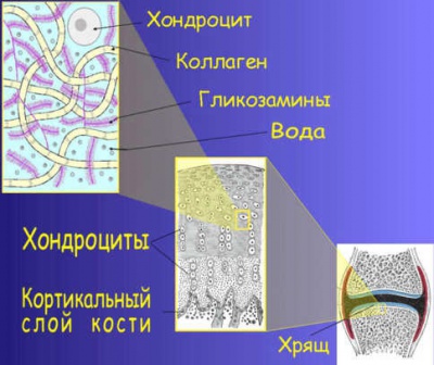 Описание: Возрастные изменения хряща